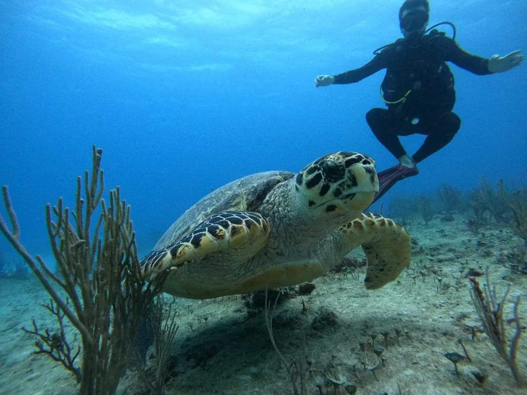 FAIRE SON BAPTEME DE PLONGEE A PLAYA DEL CARMEN