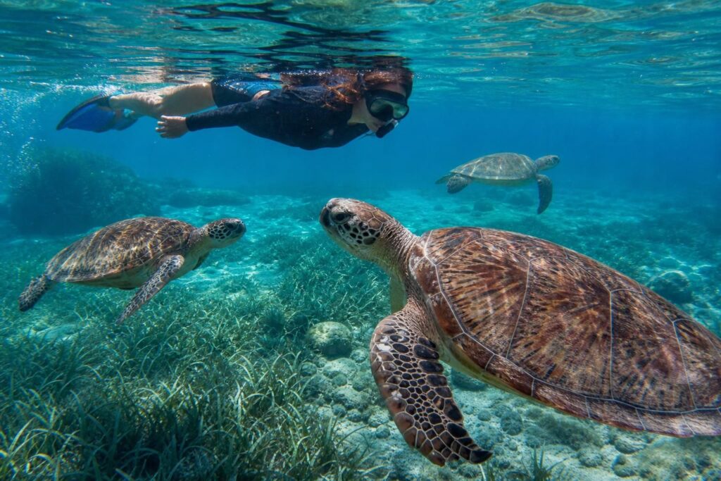 découvrez comment nager avec les tortues à akumal de manière responsable grâce à notre guide complet, pour une expérience respectueuse de la nature et inoubliable.