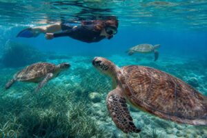 découvrez comment nager avec les tortues à akumal de manière responsable grâce à notre guide complet, pour une expérience respectueuse de la nature et inoubliable.