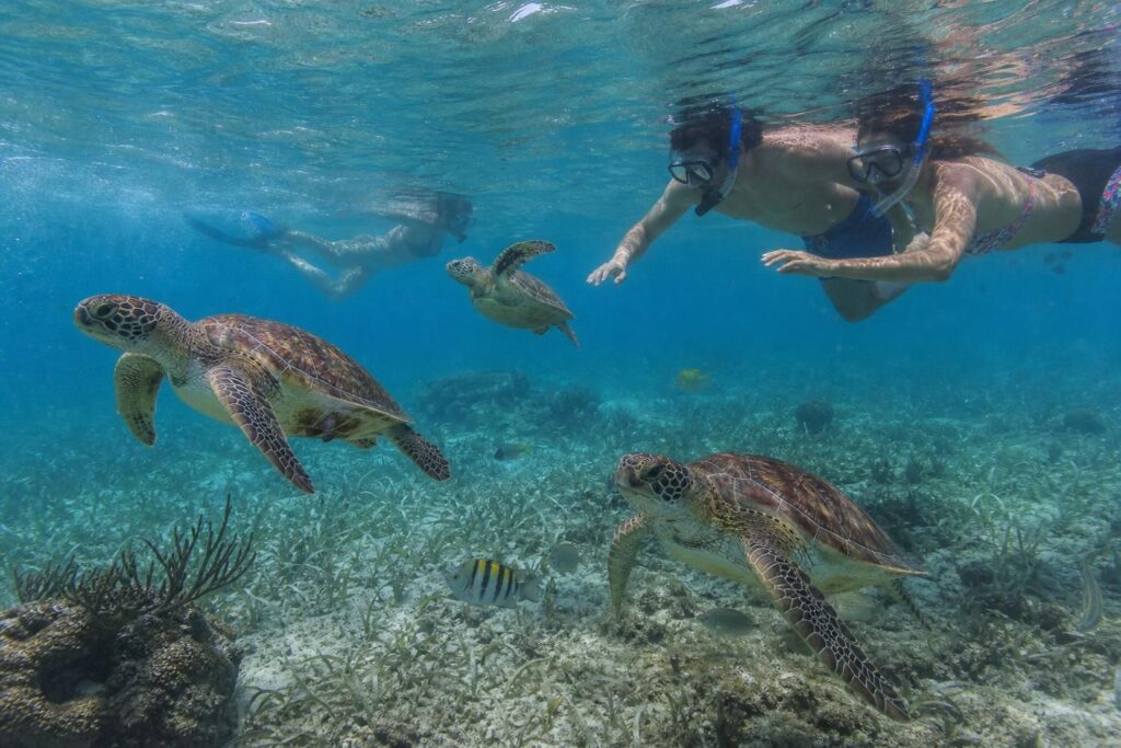 découvrez comment nager avec les tortues à akumal grâce à ce guide complet pour vivre une expérience inoubliable en pleine nature tropicale.