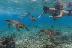 Nager avec les tortues à Akumal : guide complet pour une expérience inoubliable