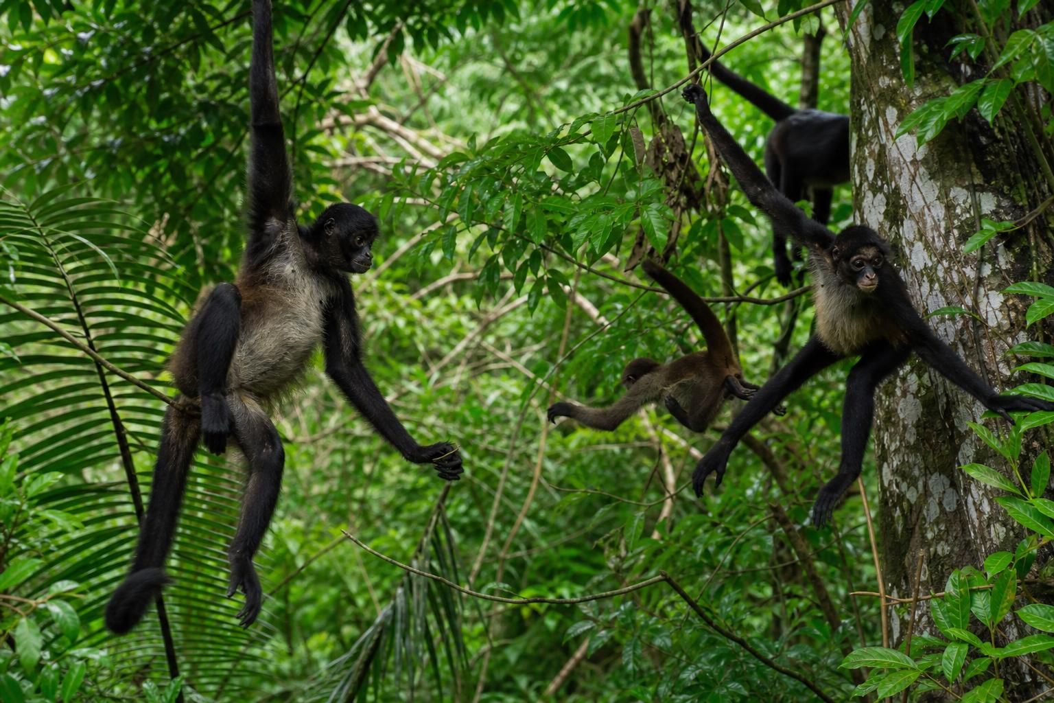 explorez la réserve de punta laguna, un havre de nature sauvage où vous pourrez observer les singes araignées dans leur habitat naturel et vivre une expérience unique au cœur de la biodiversité.