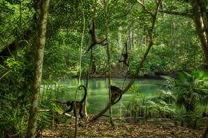 Découvrez la réserve de Punta Laguna : singes araignées et nature sauvage à l’état pur