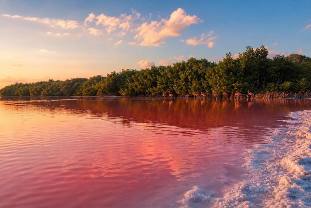 explorez las coloradas et rio lagartos, découvrez le secret fascinant du lac rose du mexique, ses paysages uniques et sa faune exceptionnelle.