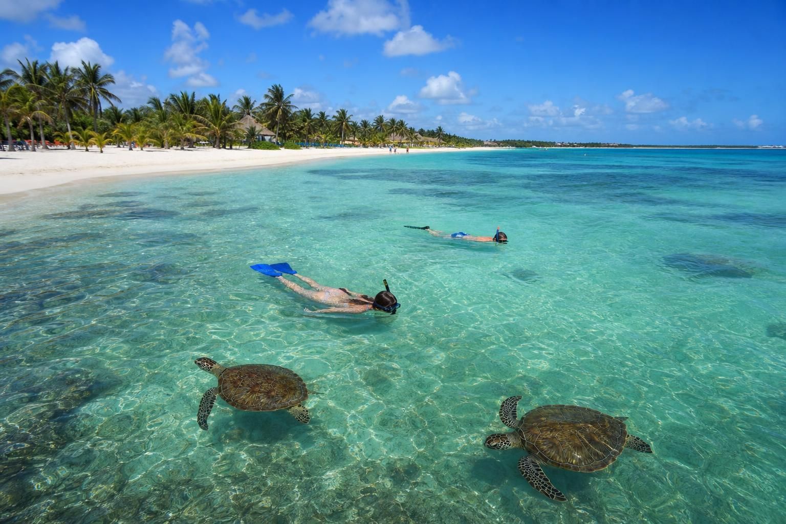 explorez akumal, un véritable paradis avec ses plages idylliques, sa célèbre baie des tortues et ses cenotes incontournables pour une expérience inoubliable au cœur de la nature mexicaine.