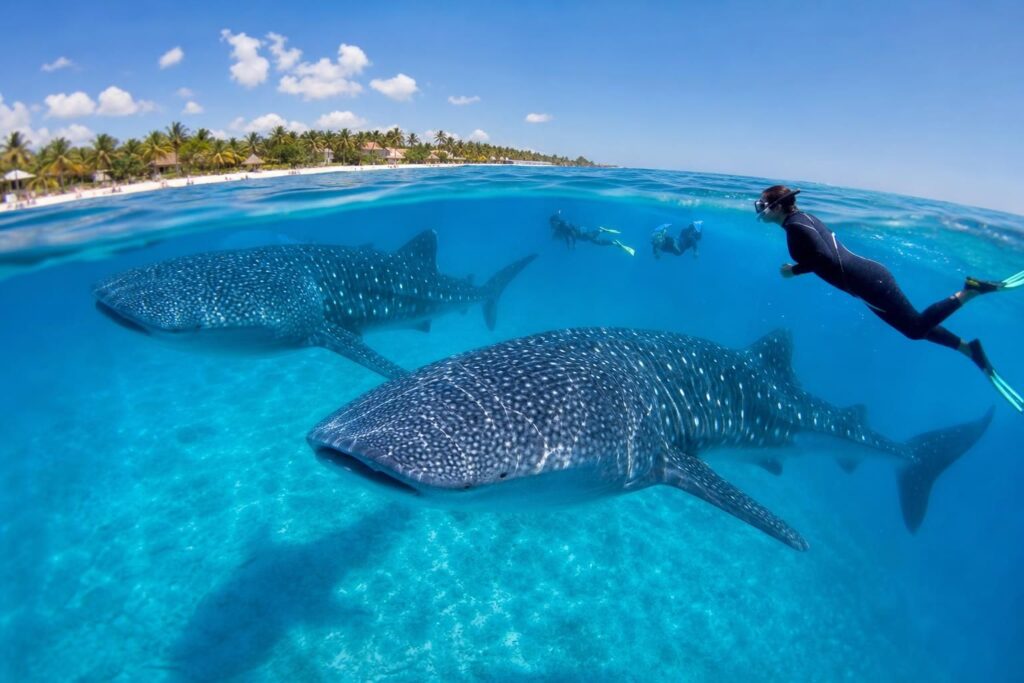 découvrez les meilleures périodes et conseils pour nager en toute sécurité avec les requins baleines à isla mujeres, ces majestueux géants des mers.
