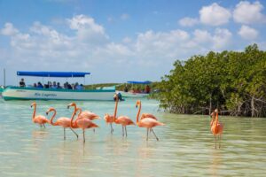 Découvrez les flamants roses de rio lagartos lors d&rsquo;une excursion depuis playa del carmen
