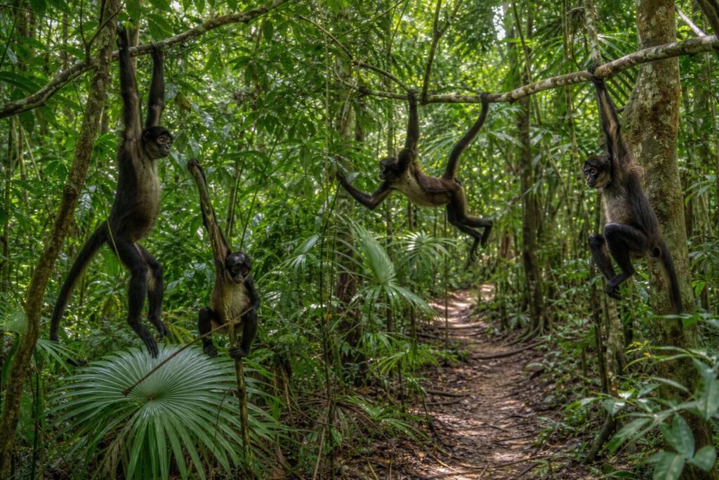découvrez les meilleurs endroits pour observer les singes araignées dans la jungle yucatèque et profitez d'une expérience unique en pleine nature.