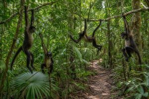 Où observer les singes araignées dans la jungle yucatèque ?