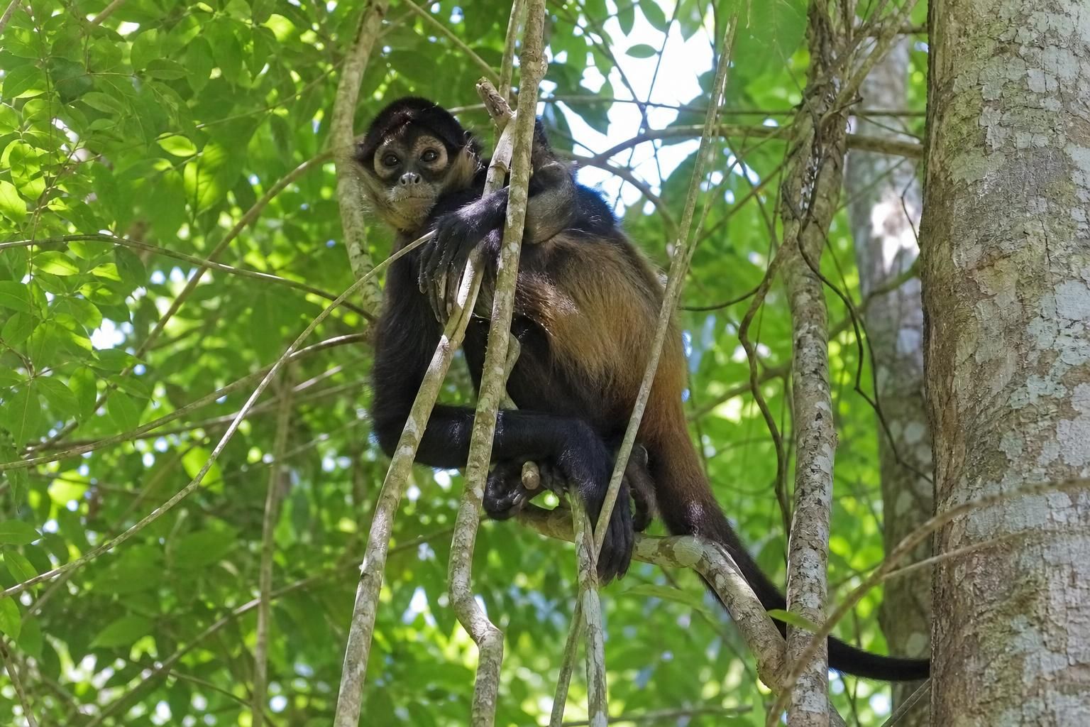 découvrez les meilleurs endroits pour observer les singes araignées dans la jungle yucatèque et vivez une expérience unique au cœur de la nature sauvage du yucatán.